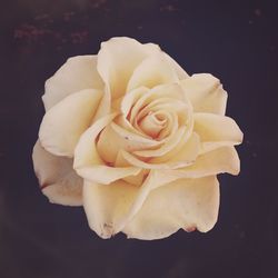 Close-up of rose against black background