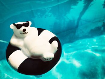 High angle view of duck swimming in pool