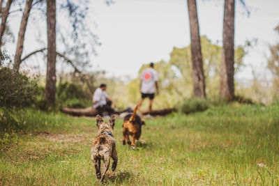 Dogs running in forest