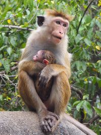 Monkey sitting on a plant