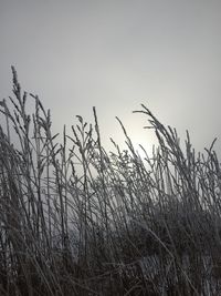 Plants growing on field