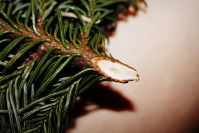 Close-up of pine cone