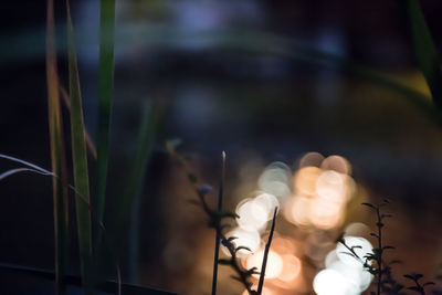 Close-up of plant against illuminated light