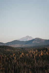 Scenic view of field against clear sky