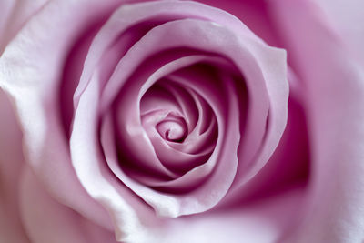 Close-up of pink rose