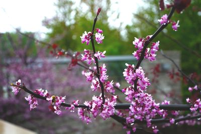 Close-up of pink flowers blooming on tree