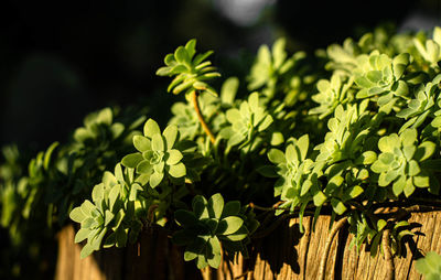 Close-up of potted plant