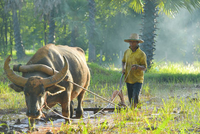 Asian man using the buffalo to plow for rice plant in rainy season,rural countryside of thailand