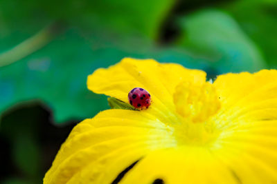 Close-up of ladybug on yellow flower