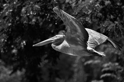 View of a bird flying