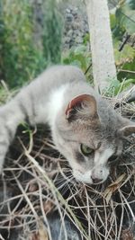 Close-up of cat on tree