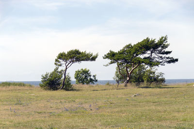 Trees on field against sky