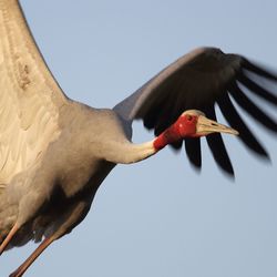 Low angle view of bird perching against clear sky