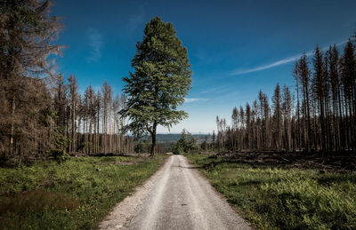 Road amidst trees in forest against sky