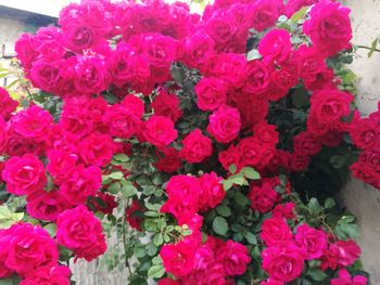 Close-up of pink roses