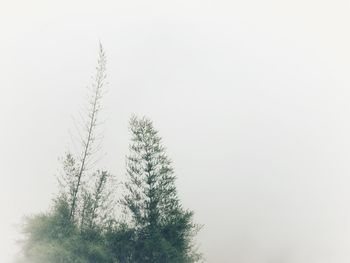 Low angle view of tree against clear sky