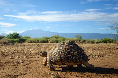 Giant tortoise on field by mt kilimanjaro against sky