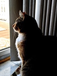 Cat looking away while sitting on window at home