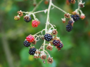 Close-up of berries growing on tree