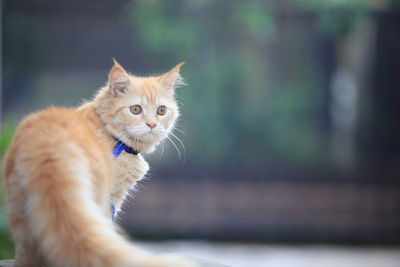 Portrait of a cat looking away