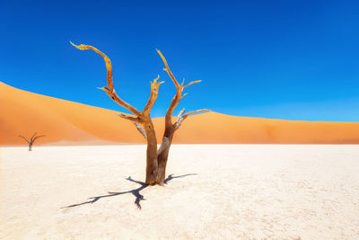 Bare tree on desert against clear blue sky