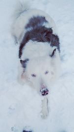 High angle portrait of dog in snow
