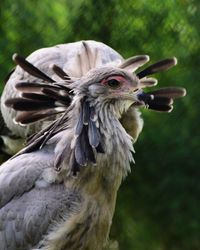 Close-up of eagle