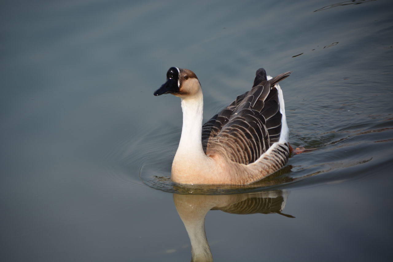 木棉