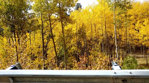 Trees in forest during autumn