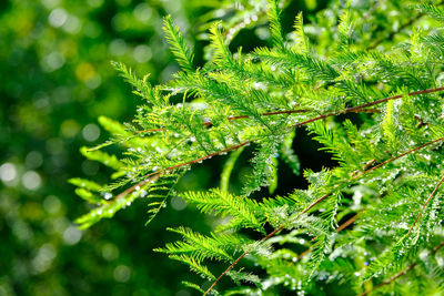 Close-up of wet leaves on tree