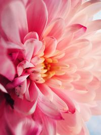 Close-up of pink flower