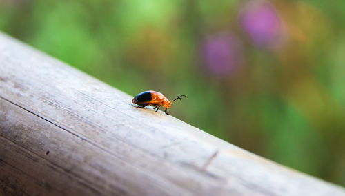 Close-up of ladybug on wood