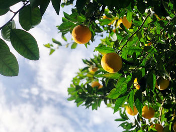 Low angle view of oranges growing on tree against sky