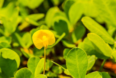 Close-up of yellow flowering plant