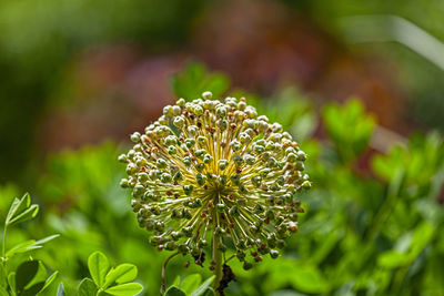 Pincushion flower