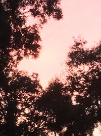 Low angle view of silhouette trees against sky at sunset