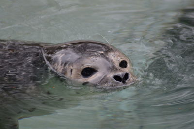 Close-up of turtle swimming in water