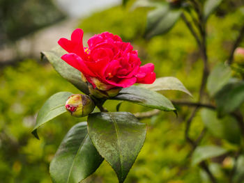 Close-up of pink rose