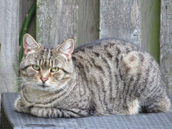 Portrait of cat sitting outdoors
