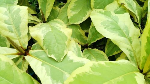 Full frame shot of green leaves