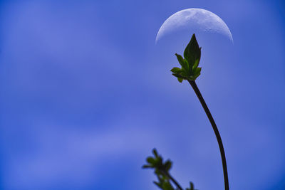 Low angle view of flowering plant against blue sky