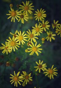 Close-up of yellow flowering plants