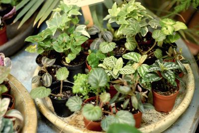 High angle view of potted plants in greenhouse