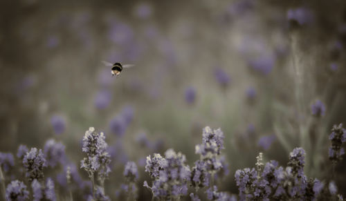 Close-up of bee pollinating on flower blooming in field