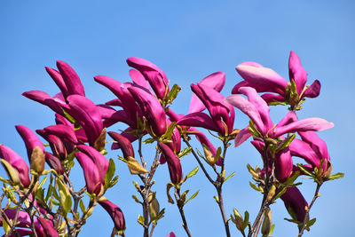 Low angle view of pink flowers blooming against clear sky