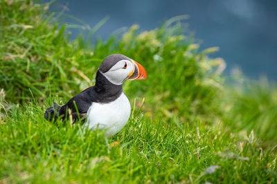 Close-up of a bird on grass