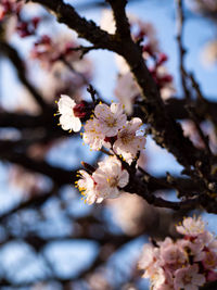 Close-up of cherry blossoms in spring