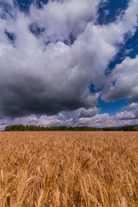 Oats field at summer day before storm against cloudy blue sky