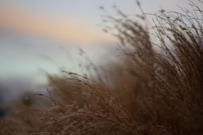 Close-up of stalks in field against sunset sky