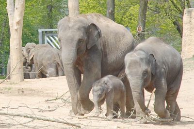 Elephant in zoo